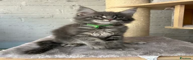 Green Boy Blue classic tabby 💚