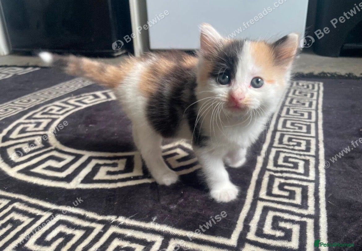 Mixed Breed cats 3 kittens left  - Advert 4