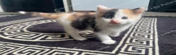Mixed Breed cats for sale: 3 kittens left  - Advert 1