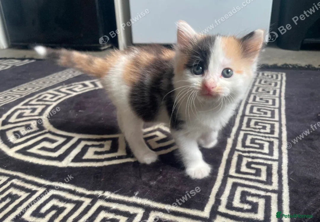 Mixed Breed cats for sale: 3 kittens left  - Advert 1
