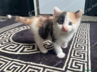 Mixed Breed cats 3 kittens left - Advert 4