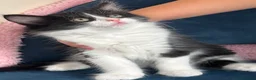 Mixed Breed cats for sale: * 7 BEAUTIFUL KITTENS * 4 FEMALE AND 3 MALE * - Advert 17