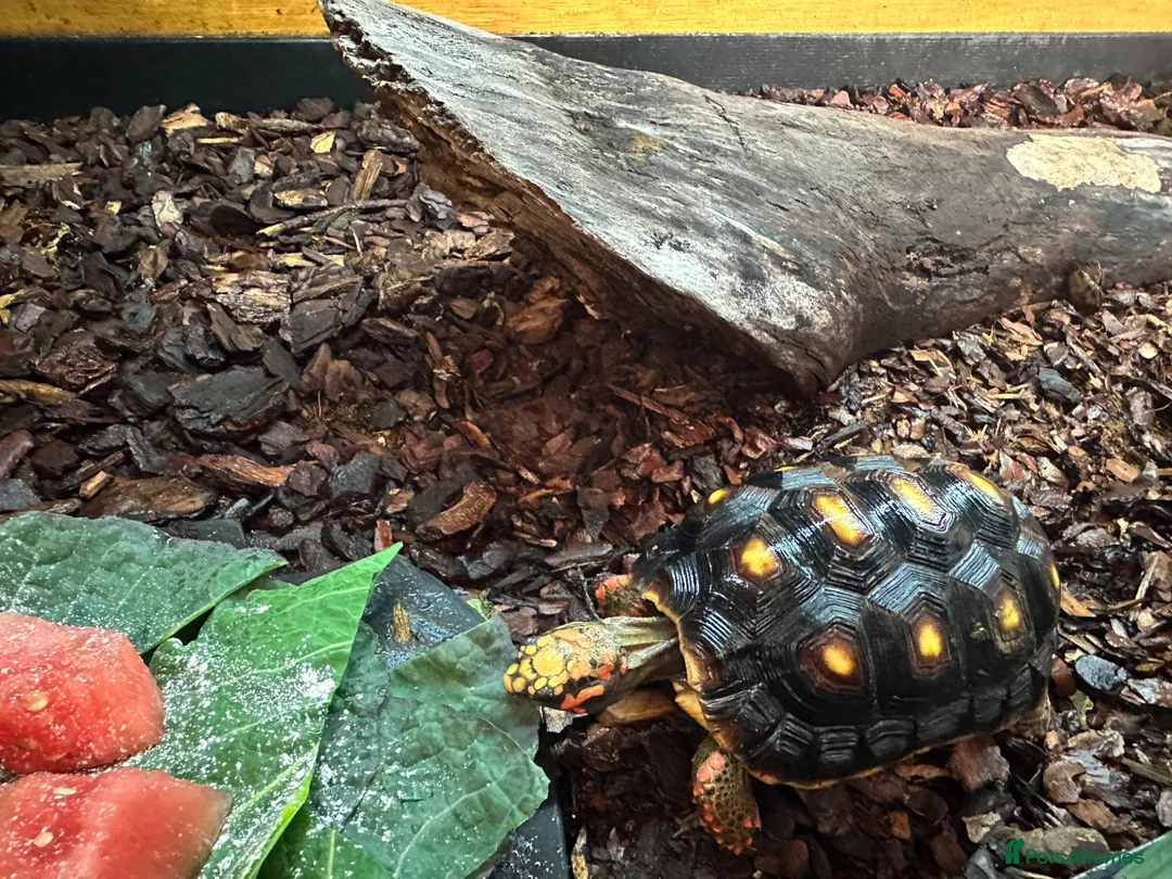 Tortoise reptiles for sale: Red footed tortoises with enclosure  in Sunderland - Advert 2