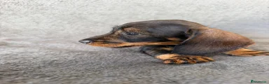 Miniature Dachshund 3