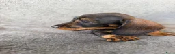 Miniature Dachshund dogs for sale: Beautiful wire miniature dachshund puppies 4 sale - Advert 9