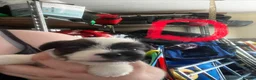 Jack Russell dogs for sale: Beautiful Jack Russell litter - Advert 9