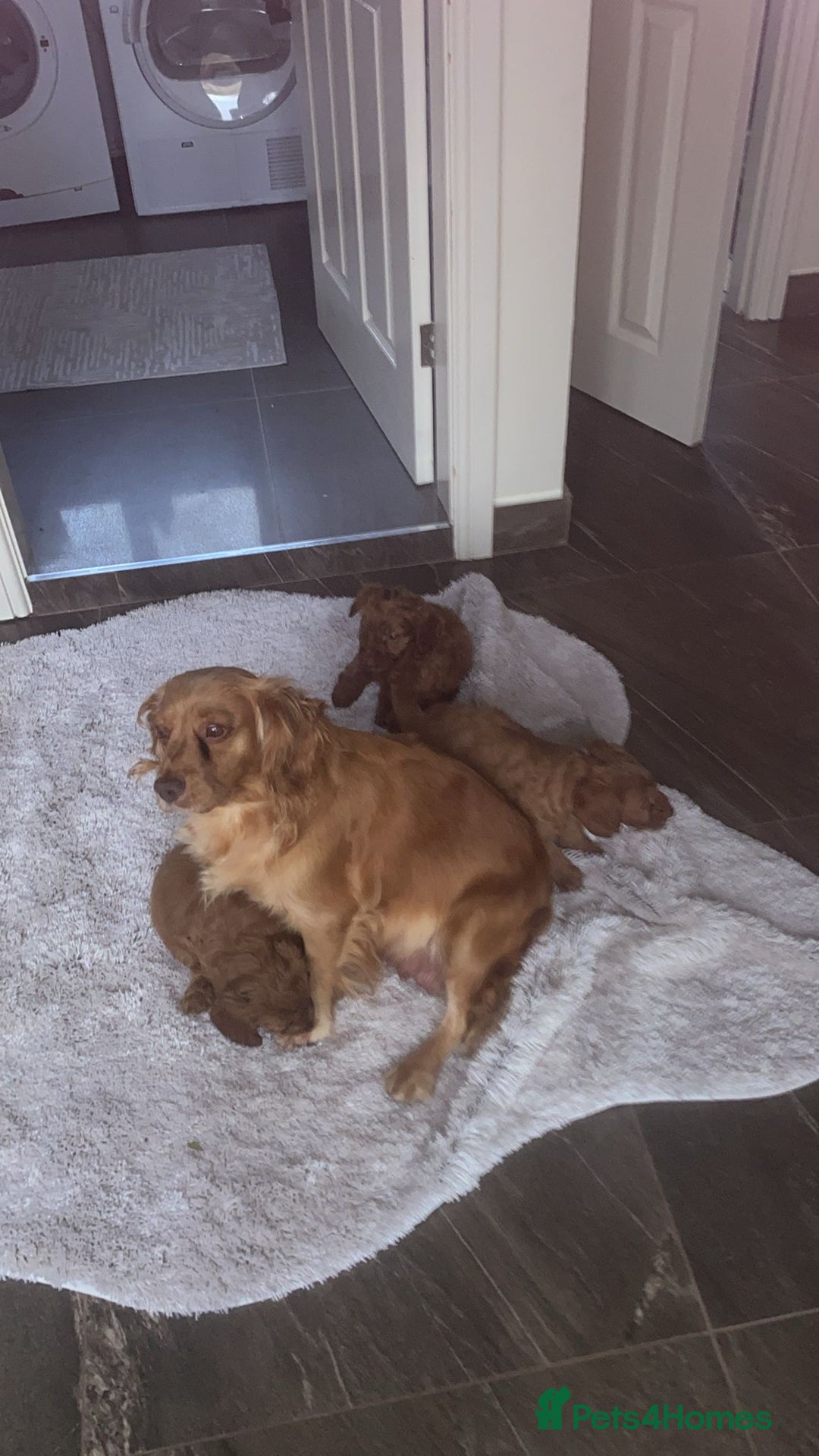 Cockapoo dogs for sale: Ready to leave cockerpoos  - Advert 5