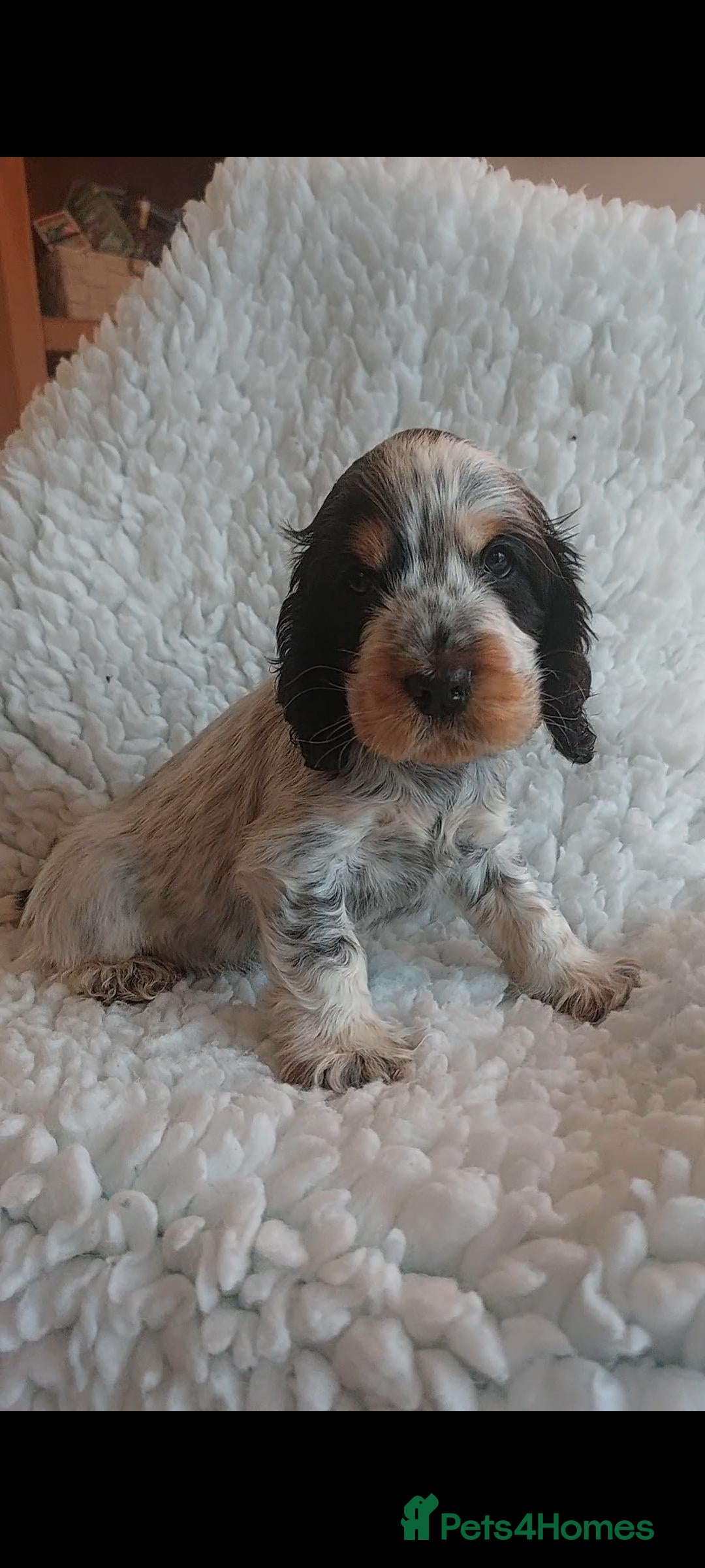 Cocker Spaniel dogs for sale: Kc registered, show type Cocker spaniel Puppies  - Image 4