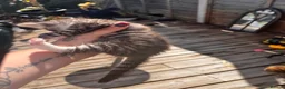 Norwegian Forest Cat cats for sale: Norwegian forest cats  - Advert 18