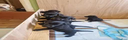 Labrador Retriever dogs for sale: Black Lab Pups INT FT Ch Sire Champion Bloodlines - Advert 8