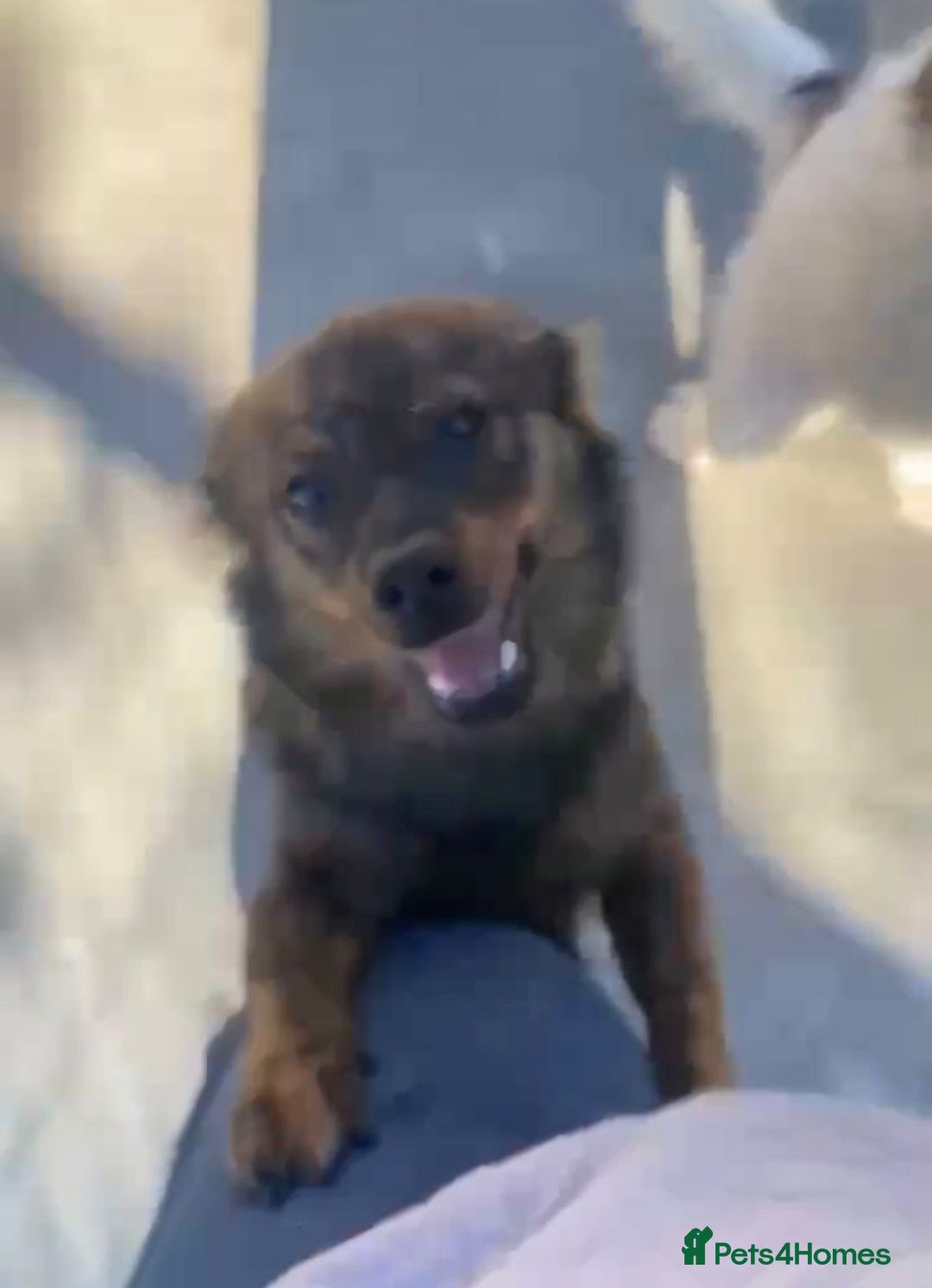 Mixed Breed dogs for adoption: Ivar, 1 yr approx. Available for adoption. - Advert 2