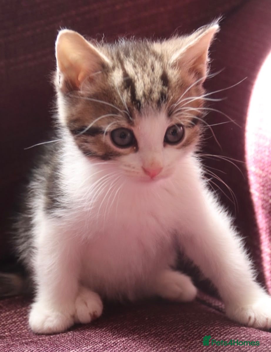 Mixed Breed cats Stunning part Siamese kittens ready now  - Advert 12