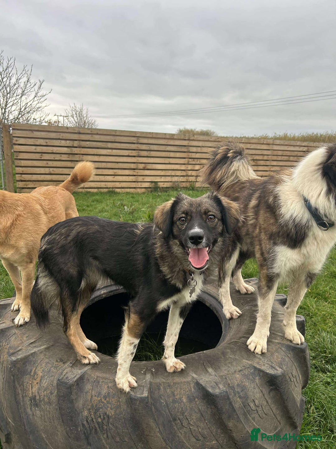 Mixed Breed dogs for adoption: MABEL - Image 10