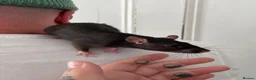 Rat rodents for sale: 2 Beautiful female rats looking to join a mischief in Sheerness - Advert 3