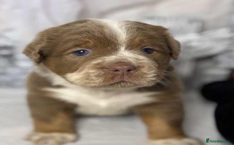 Olde English Bulldogge dogs - Advert 2