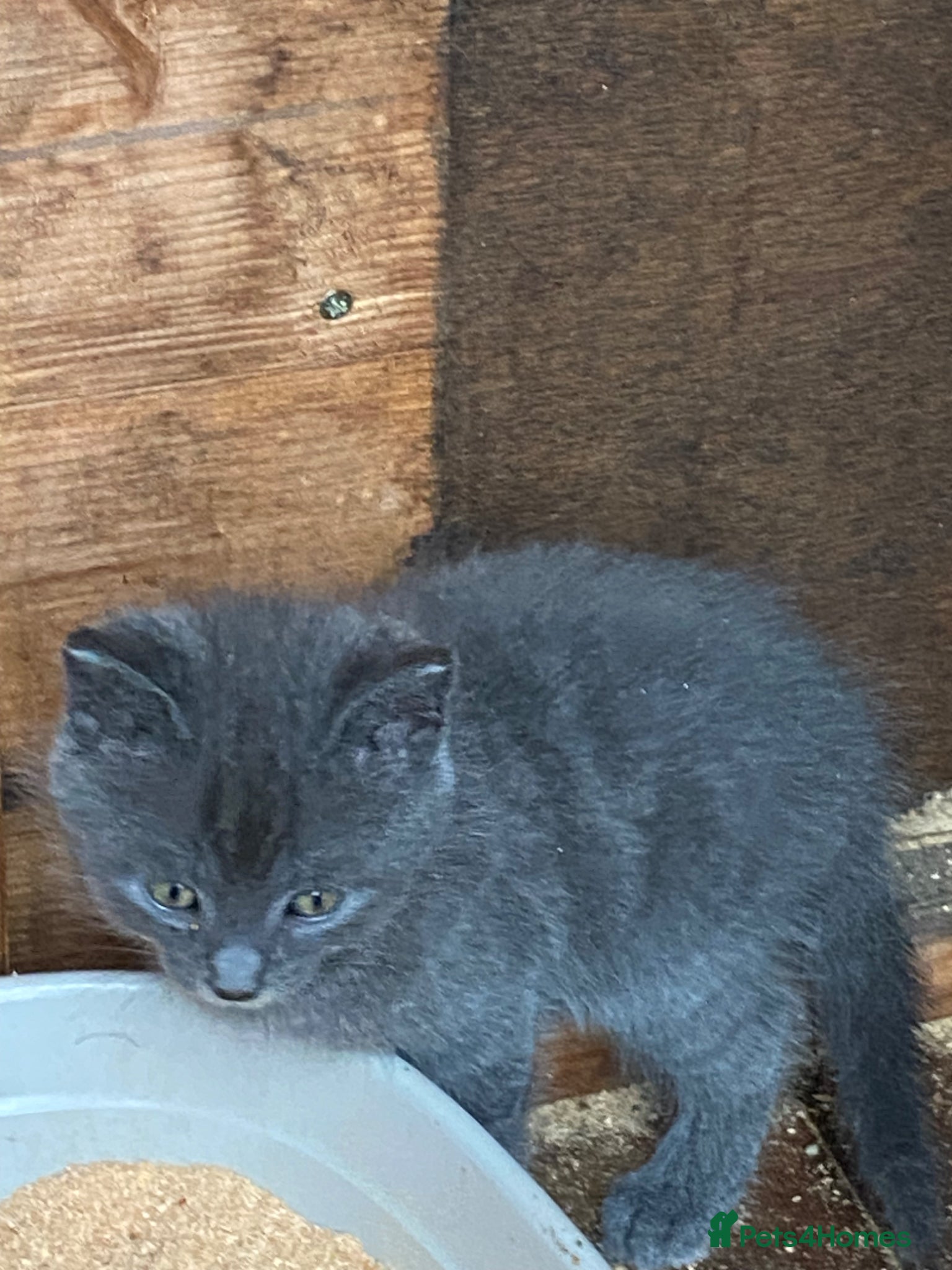 Mixed Breed cats Farm reared kittens  - Advert 3