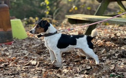 Mixed Breed dogs for sale: Brilliant working or Family pets  - Image 6