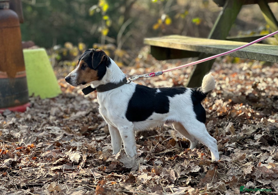 Mixed Breed dogs for sale: Brilliant working or Family pets  - Image 6