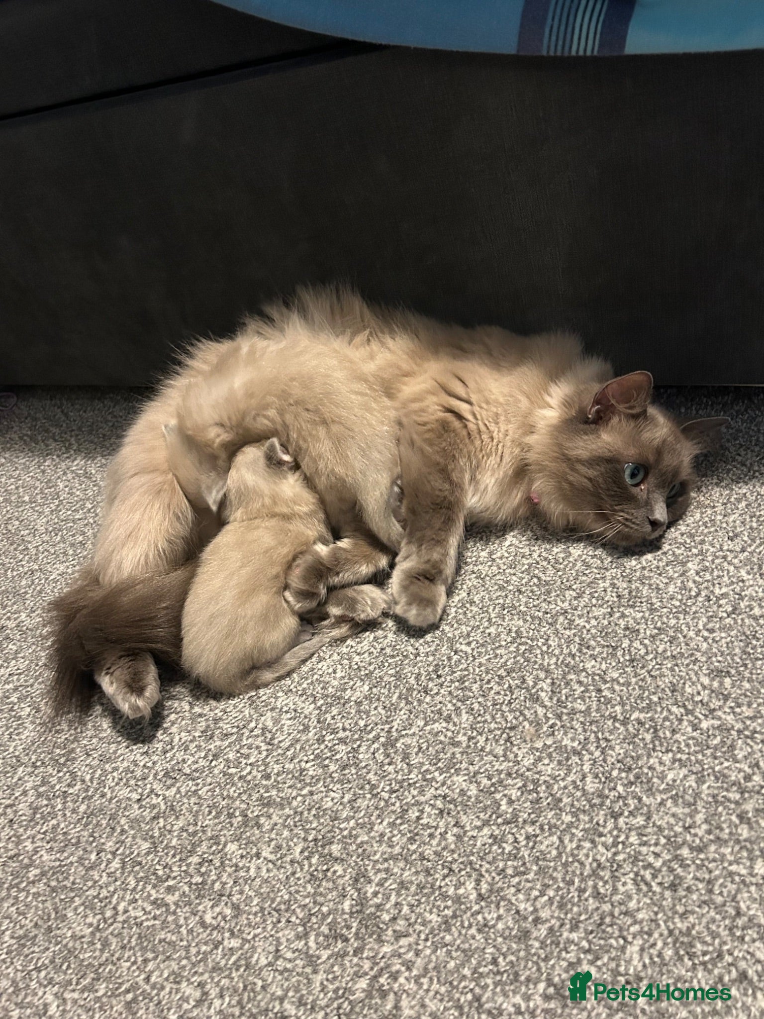 Ragdoll cats 2 Gorgeous Full Ragdoll Kittens - Advert 1