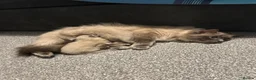 Ragdoll cats for sale: 2 Gorgeous Full Ragdoll Kittens in Falkirk - Advert 1