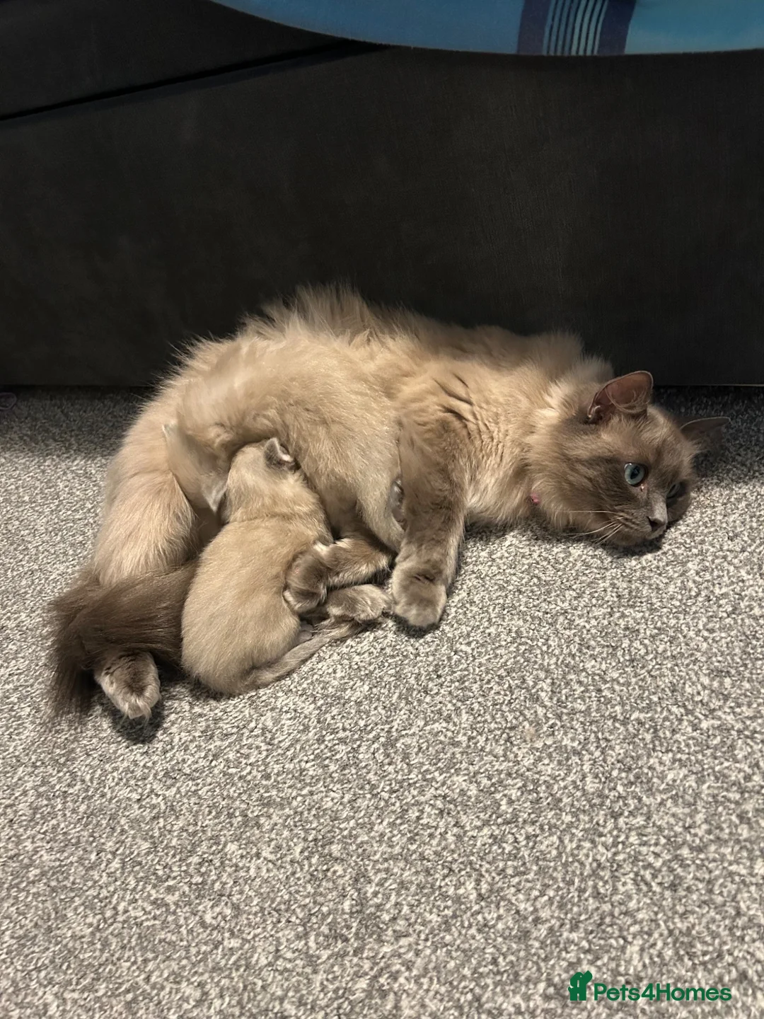 Ragdoll cats for sale: 2 Gorgeous Full Ragdoll Kittens in Falkirk - Advert 1