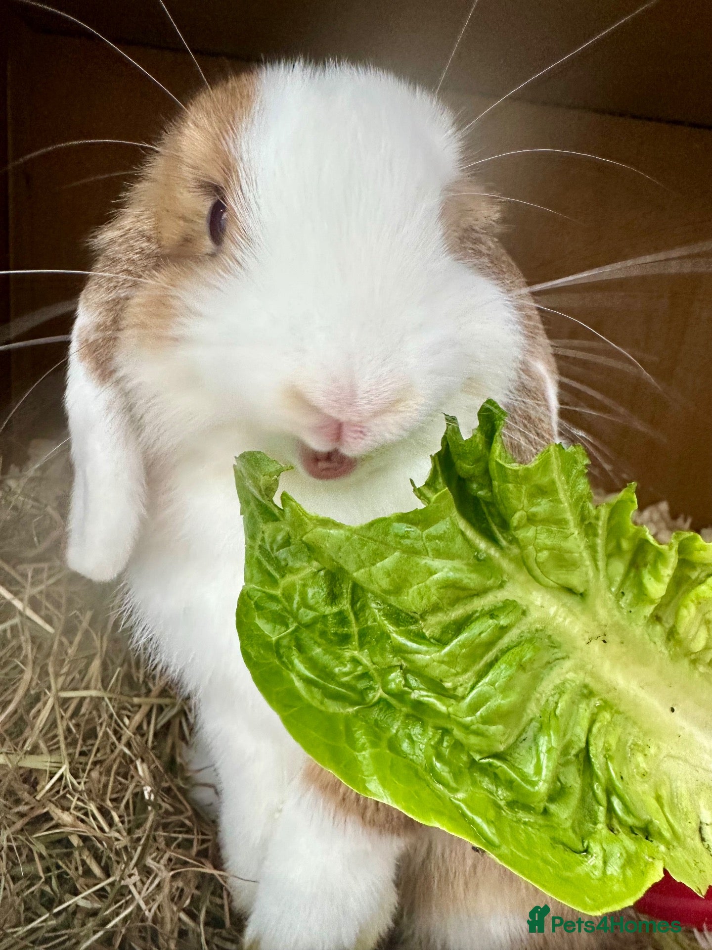 Mini Lop rabbits Beautiful Mini Lop Buck 🏠 - Advert 2