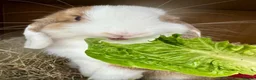 Mini Lop rabbits for sale: Beautiful Mini Lop Buck 🏠 - Advert 2
