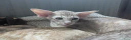 Oriental cats for sale: Friendly loving female  - Advert 10