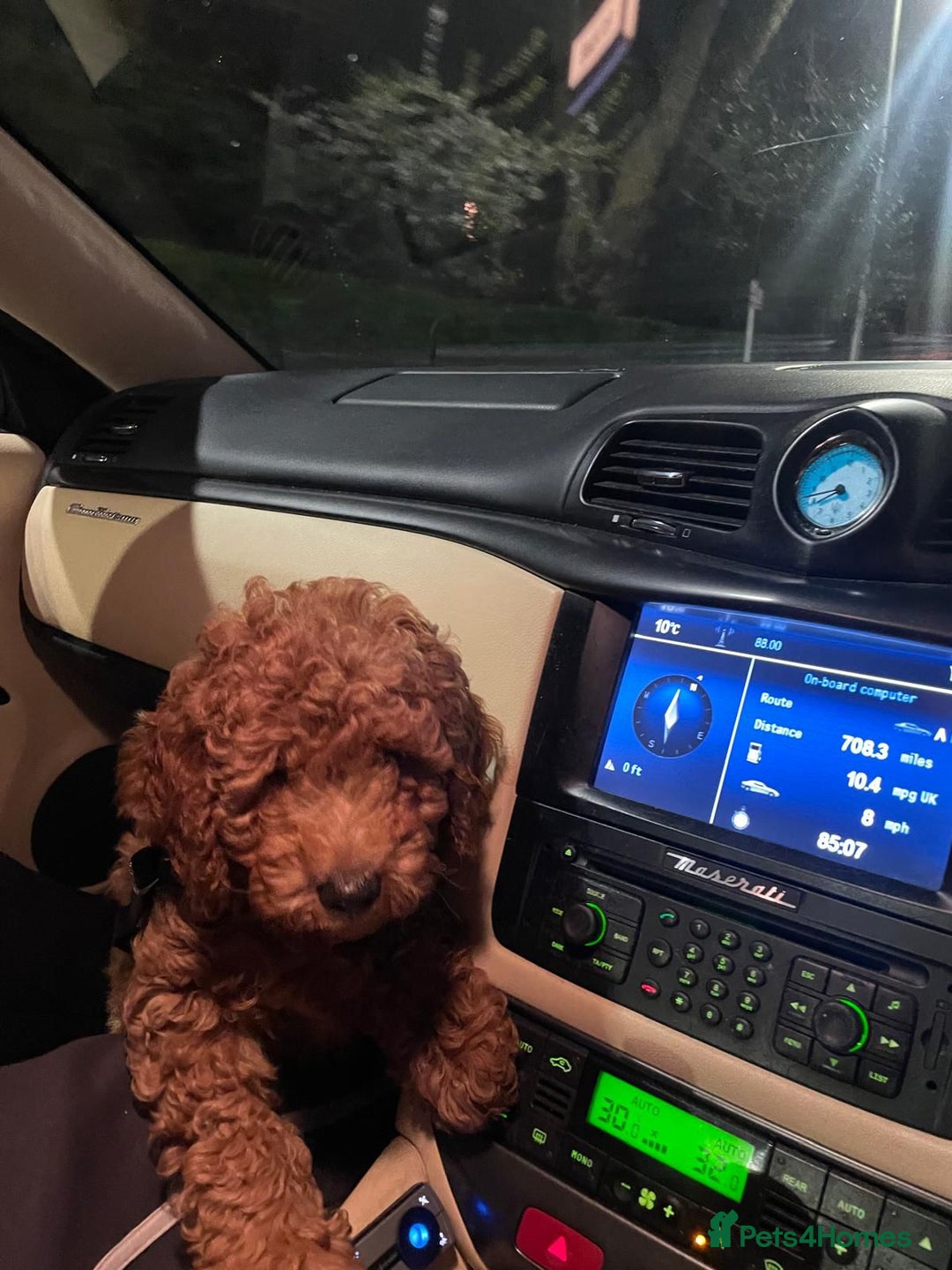 Toy Poodle dogs for sale: Golden Brown Toy Poodle  - Image 3