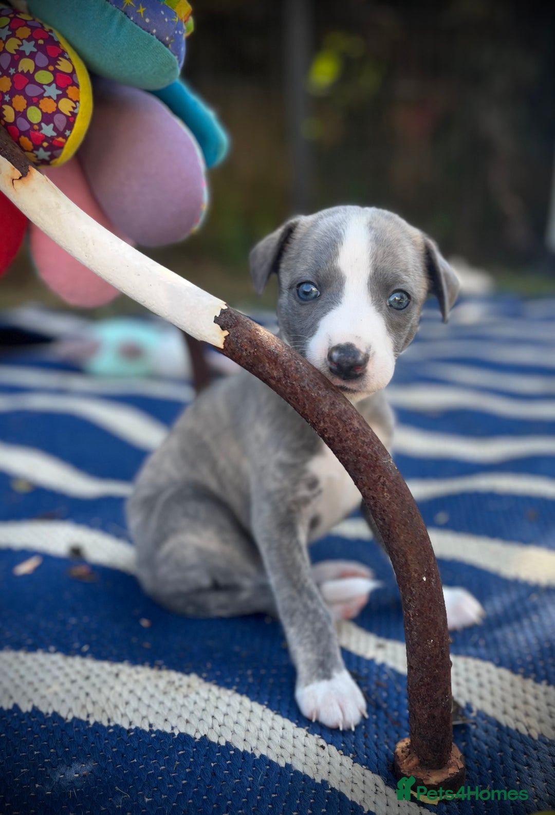 Whippet dogs for sale: Show Quality Blue Brindle KC Registered Whippets - Image 33