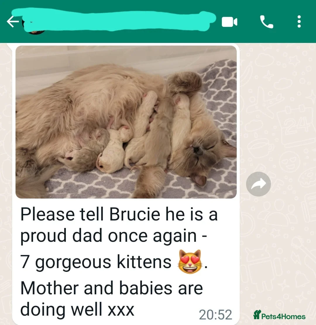 Ragdoll cats for stud: GCCF/TICA Active ragdoll stud. 3 visits in Farnborough - Advert 8