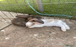 French Lop rabbits for sale: Baby lops in Hexham - Image 30