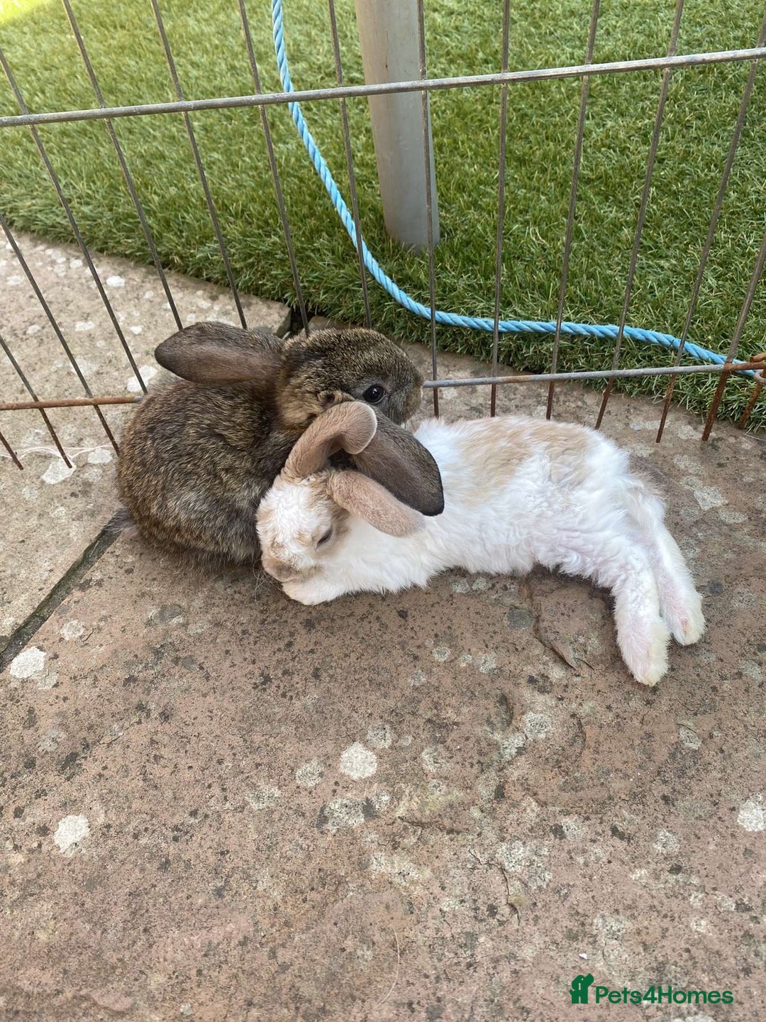 French Lop rabbits for sale: Baby lops in Hexham - Image 30