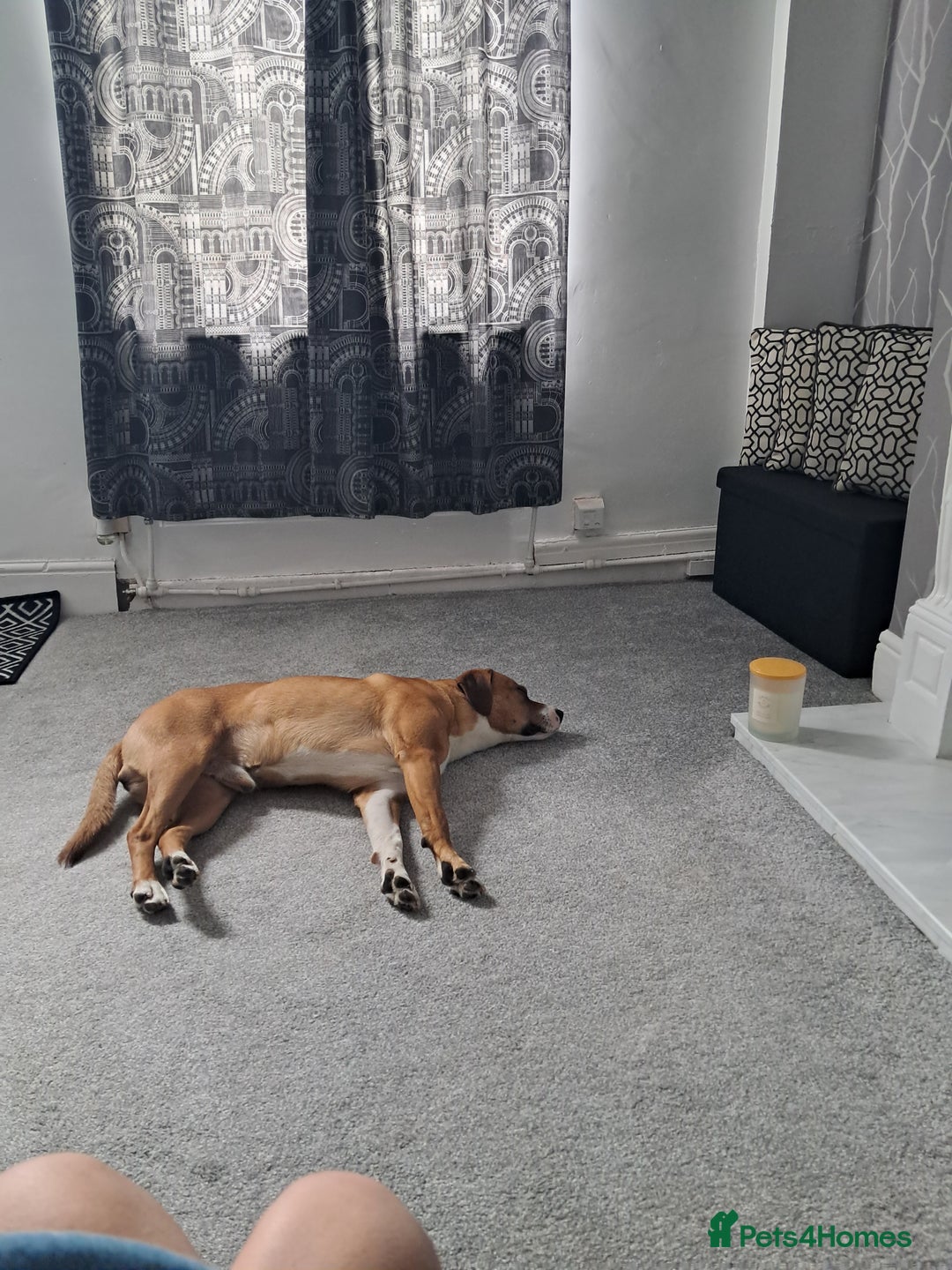 Mixed Breed dogs for sale: Bruno - Advert 2