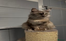 Maine Coon cats for sale: Tortie female maine coon  - Image 3