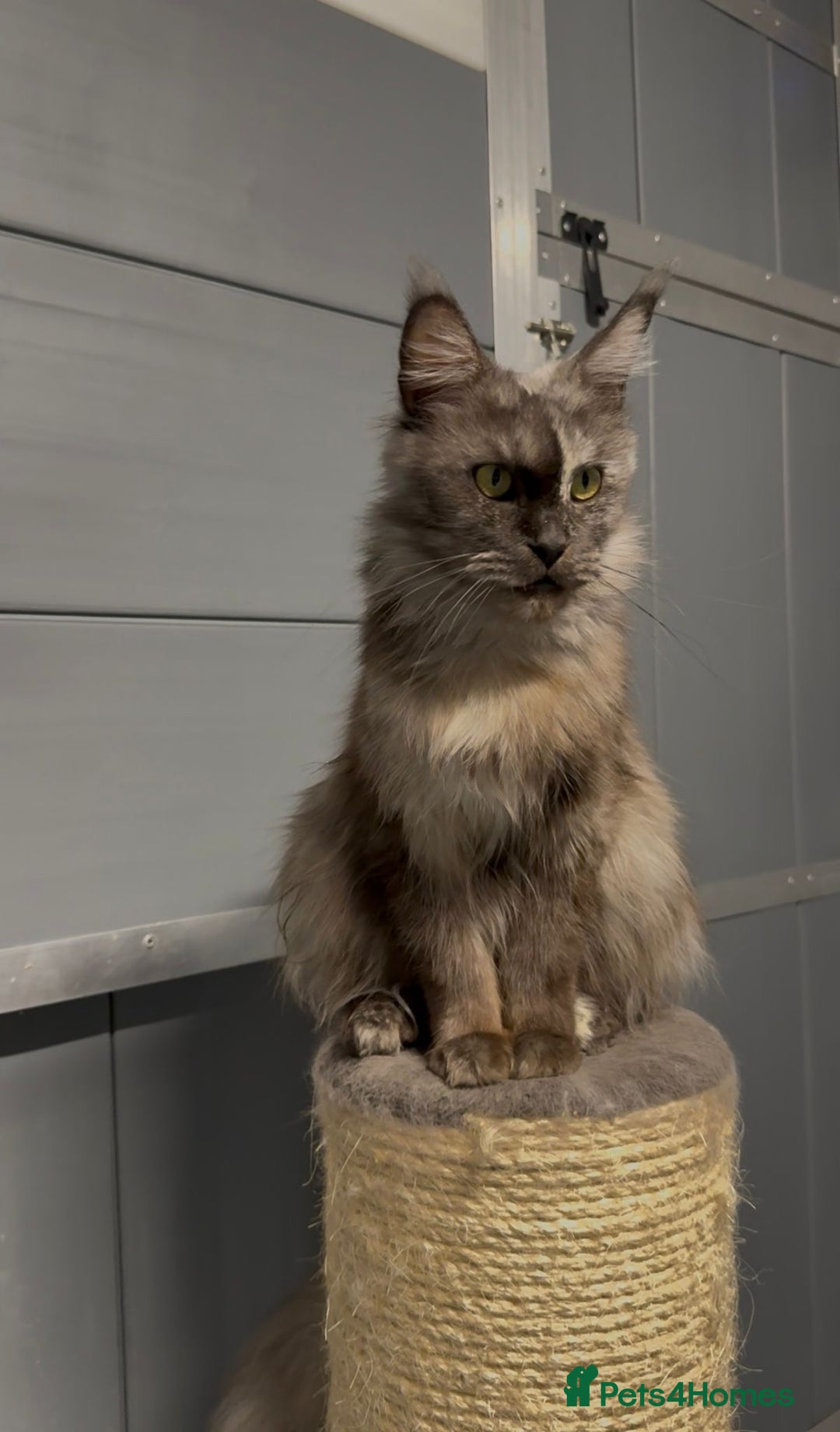 Maine Coon cats for sale: Tortie female maine coon  - Image 3