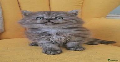 British Longhair cats - Advert 13