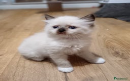 Ragdoll cats for sale: Ragdoll kittens - loving, playful, dog confident - Image 2