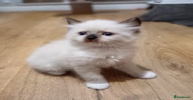 Ragdoll cats - Advert 16