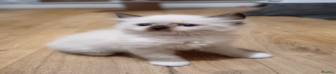 Ragdoll Kitten 3