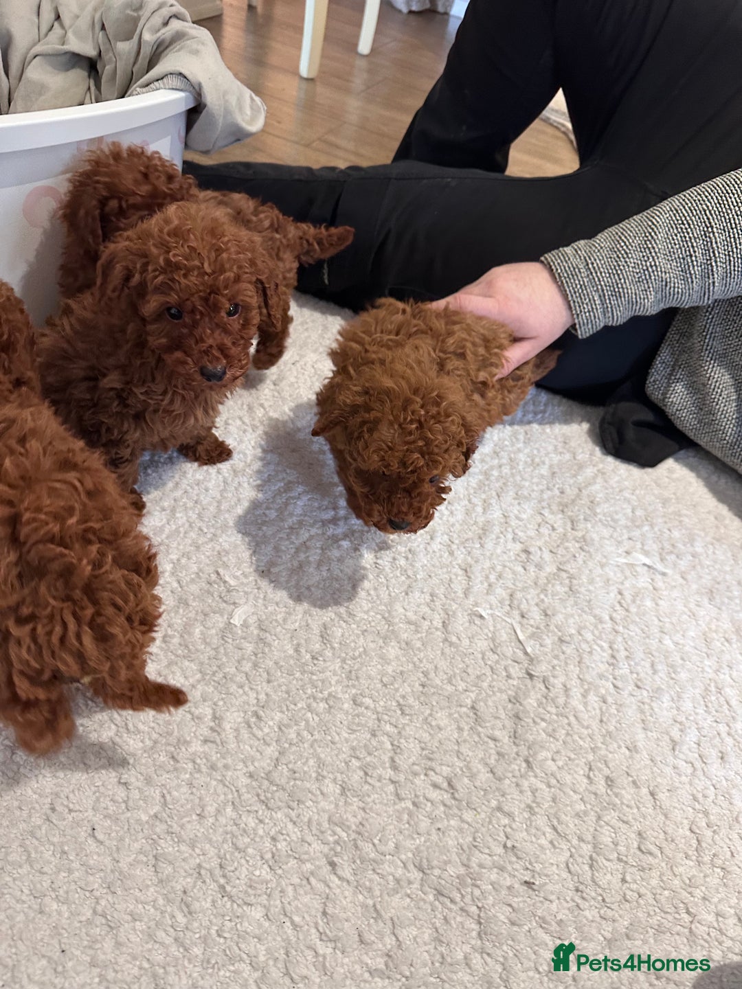 Maltipoo dogs for sale: Red coated maltipoos puppies for sale ♥️🐾 - Advert 8