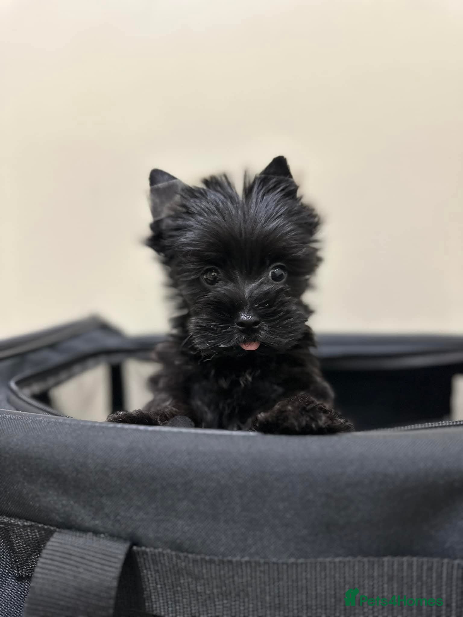 Yorkshire Terrier dogs Tiniest fully black Yorkshire terrier  - Advert 1