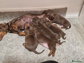 Dachshund dogs Miniature Dachshund - Advert 1