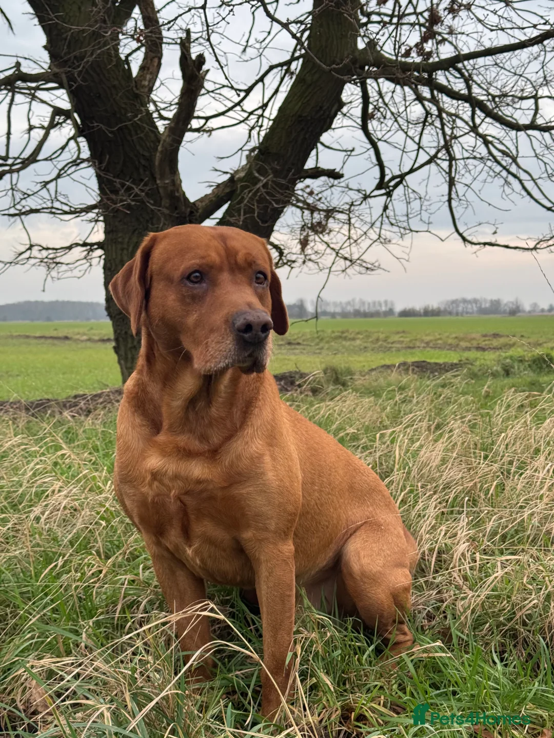 Labrador Retriever dogs for stud: PROVEN & FULLY HEALTH TESTED KC Dark Fox Red Stud  in York - Advert 15