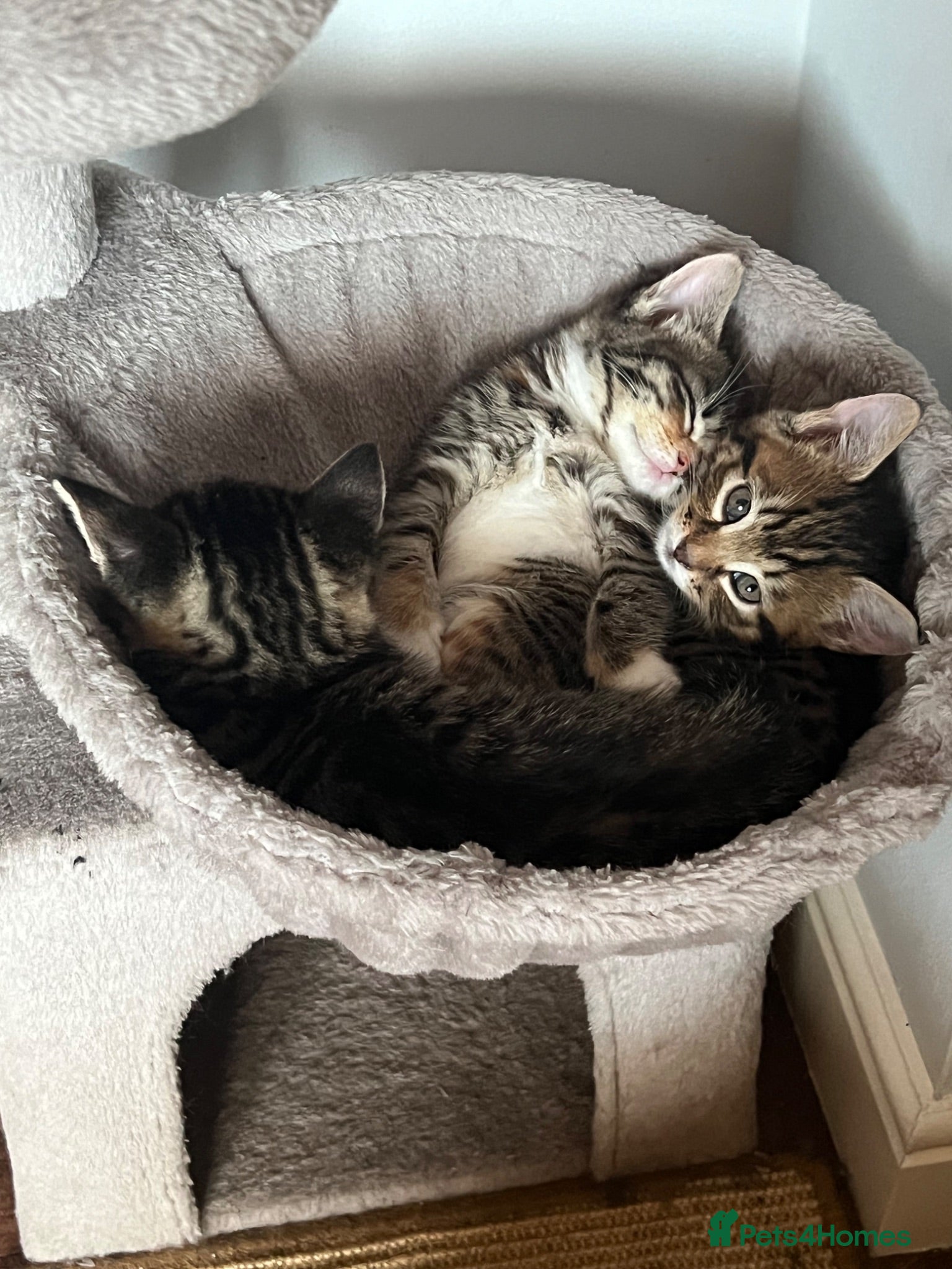 Mixed Breed cats Gorgeous half Siberian kittens - Advert 1