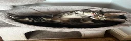 Mixed Breed cats for sale: Gorgeous half Siberian kittens - Advert 1