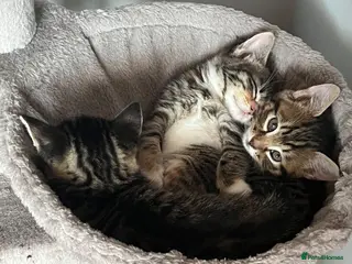 Mixed Breed cats for sale: Gorgeous half Siberian kittens - Advert 2