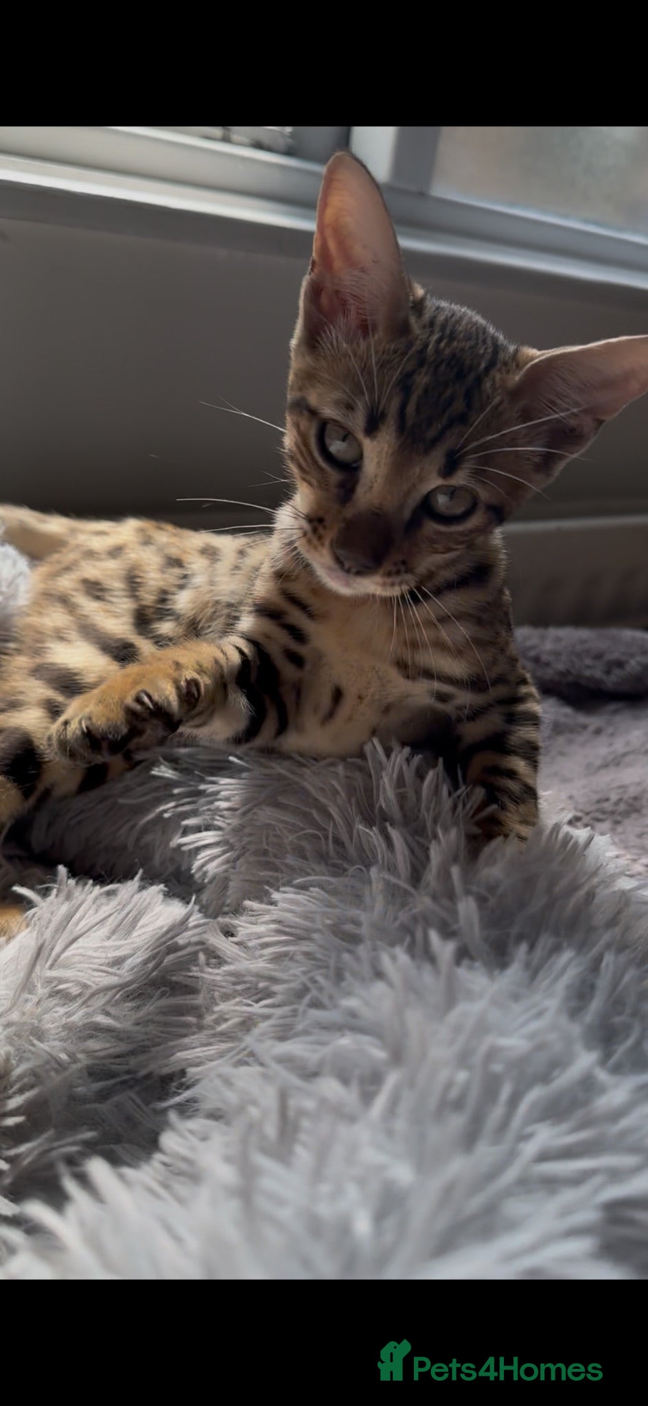 Bengal cats Bengal kitten London ready to leave  - Advert 11