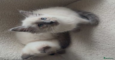 Ragdoll cats - Advert 6