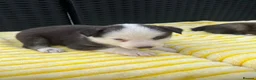 Pomsky dogs for sale: Pomsky puppys in Cardiff - Advert 22